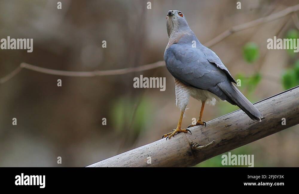 Raptor fauna Stock Videos & Footage - HD and 4K Video Clips - Alamy