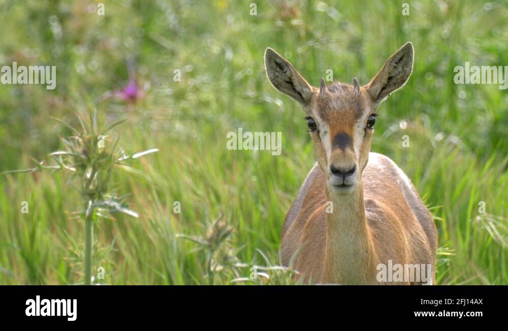 Mountain gazelle gazella gazella Stock Videos & Footage - HD and 4K ...