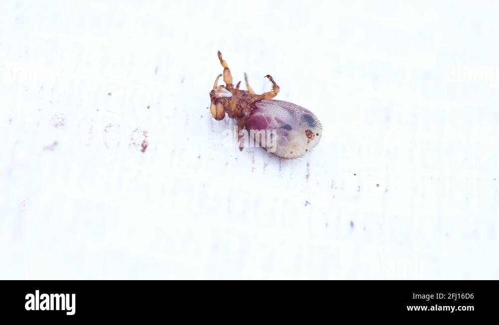 Cattle lice Stock Videos & Footage HD and 4K Video Clips Alamy