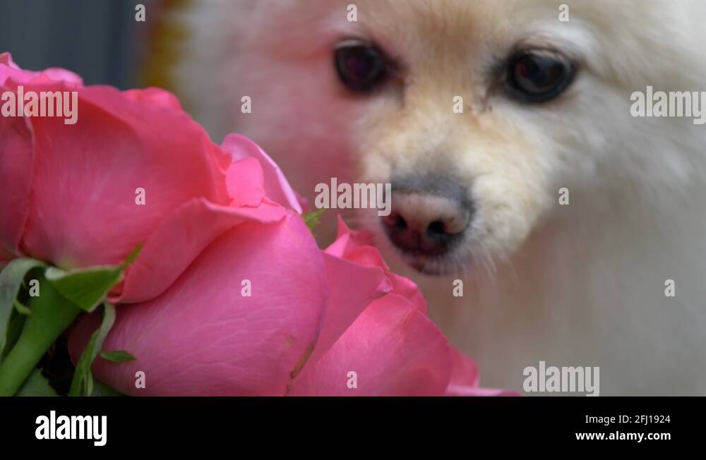 Little white pet rose Stock Videos & Footage - HD and 4K Video Clips