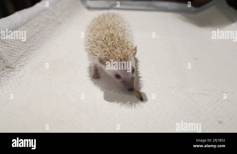 Hedgehog eating worm Stock Videos & Footage HD and 4K Video Clips Alamy