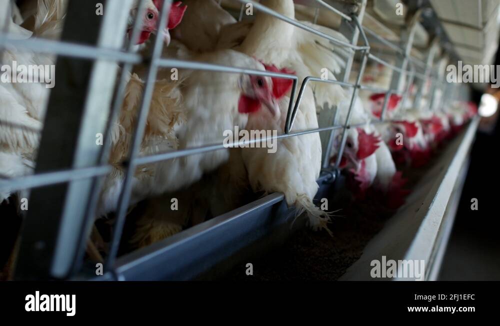 Poultry farm for breeding chickens and eggs, chickens pecking feed