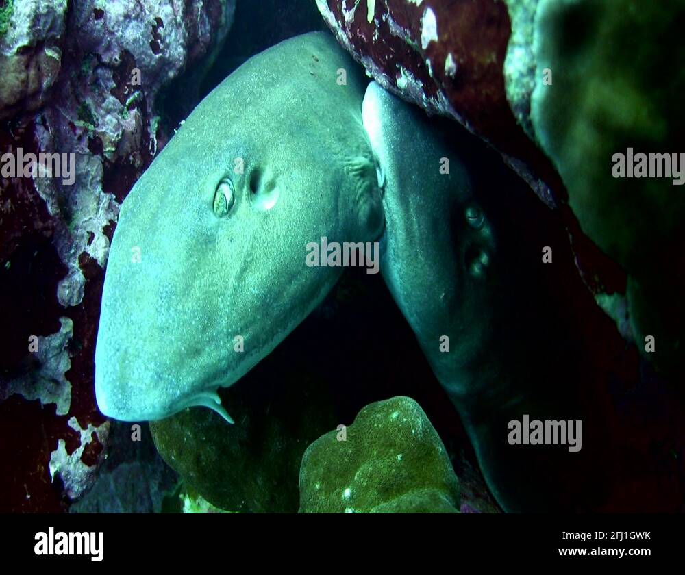 Grey bamboo shark chiloscyllium griseum Stock Videos & Footage HD and