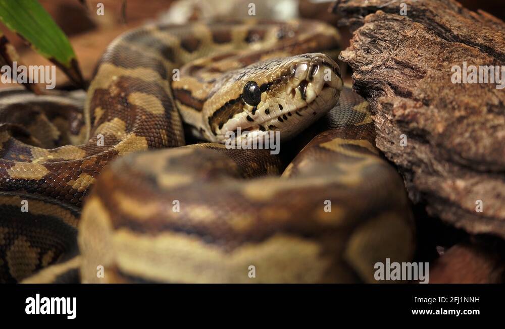 Python coiled Stock Videos & Footage - HD and 4K Video Clips - Alamy