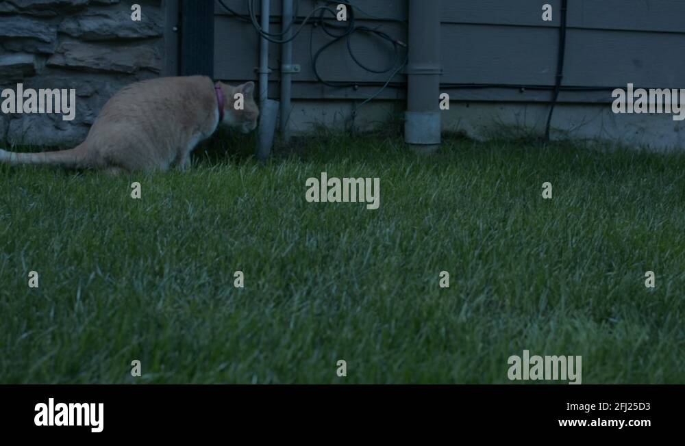 Cat chewing grass Stock Videos & Footage HD and 4K Video Clips Alamy