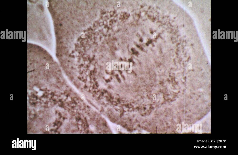 1960s Chromosomes move to opposite ends of cell. Cell plate forms