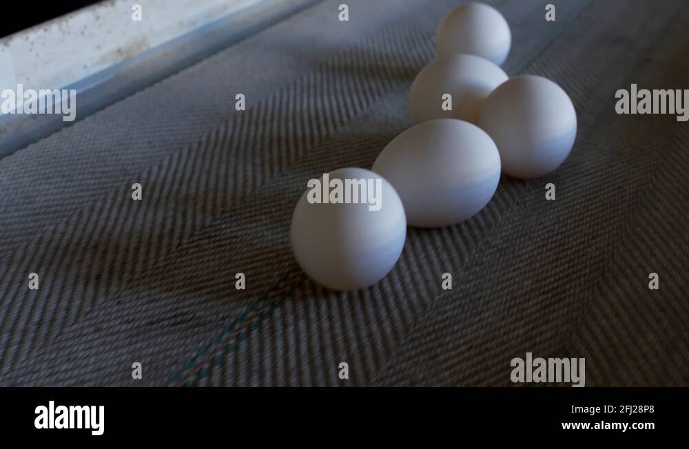The production of chicken eggs, poultry, chicken eggs go through the conveyor Stock Video