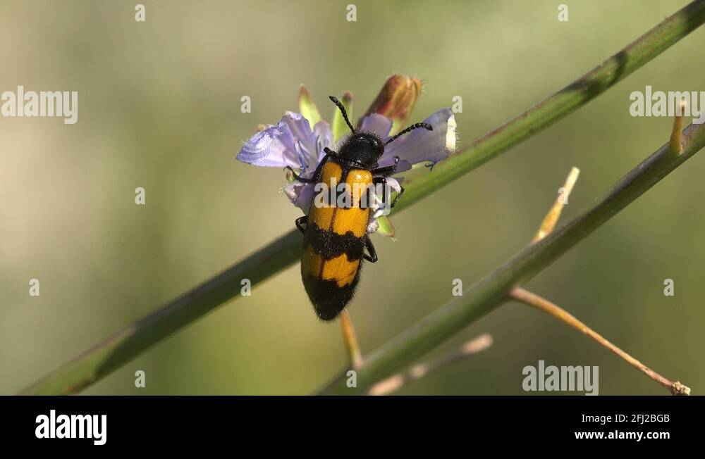 Mylabris pustulata Stock Videos & Footage HD and 4K Video Clips Alamy