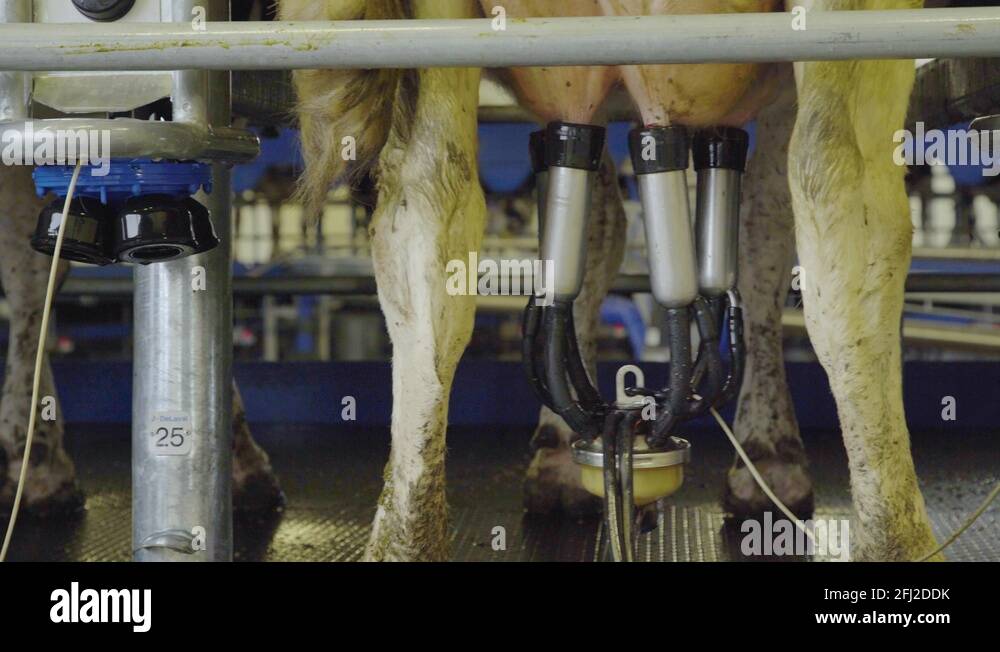 Dairy farm cows legs Stock Videos & Footage HD and 4K Video Clips Alamy