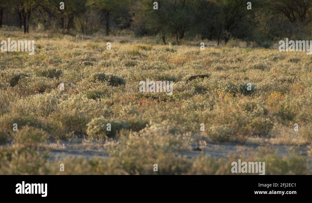Cheetah carnivores Stock Videos & Footage - HD and 4K Video Clips - Alamy