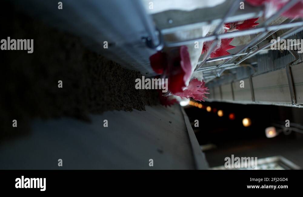 Poultry farm for breeding chickens and eggs, chickens pecking feed