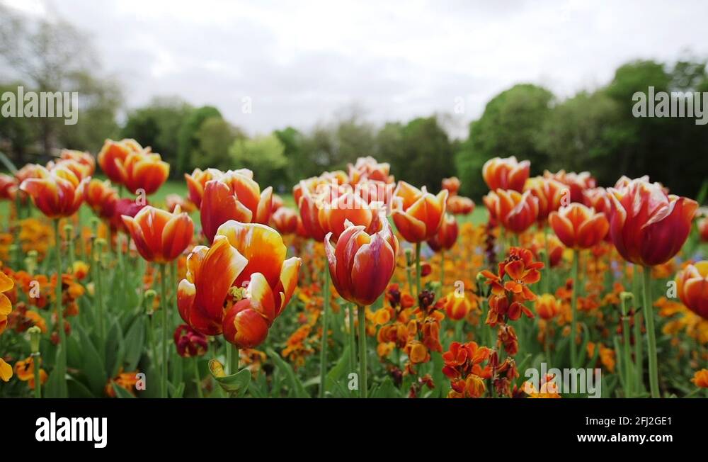 Dublin flowers Stock Videos & Footage HD and 4K Video Clips Alamy