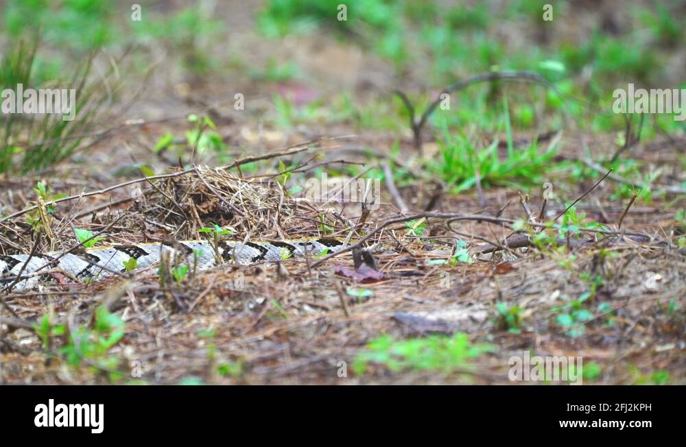 North american venomous snakes Stock Videos & Footage - HD and 4K Video