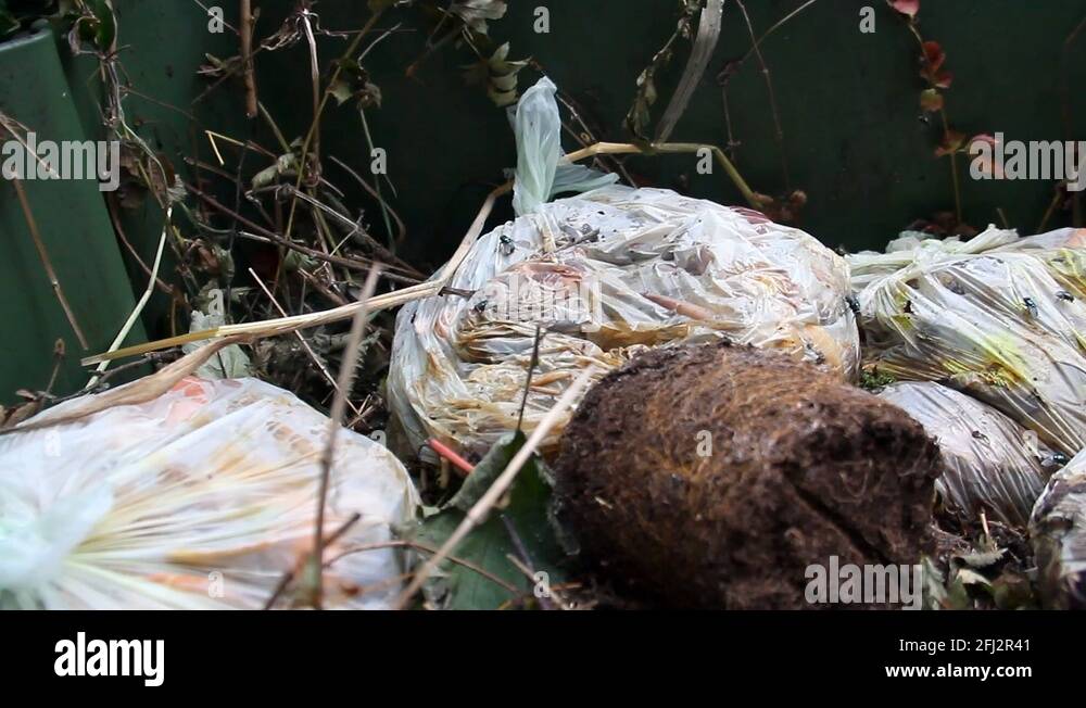 Green bottle flies and maggots on rotting food in a garden waste