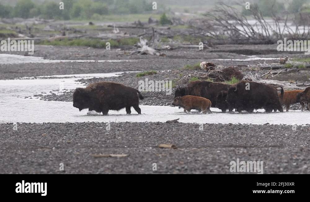 Bison babies Stock Videos & Footage HD and 4K Video Clips Alamy