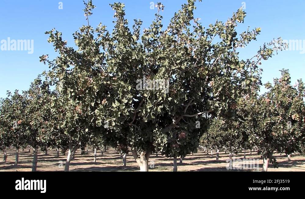 Pistachio trees Stock Videos & Footage HD and 4K Video Clips Alamy
