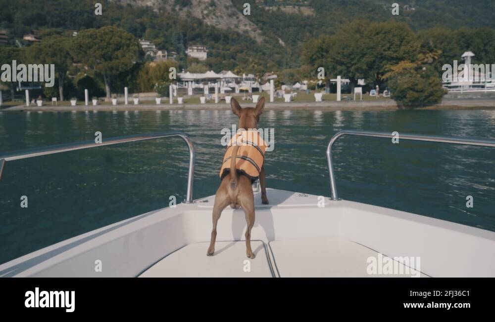 Dog life jacket boat Stock Videos & Footage HD and 4K Video Clips Alamy