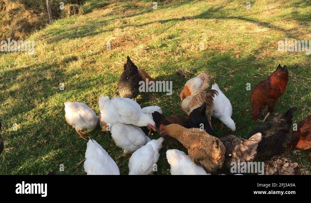 Corn feed chicken Stock Videos & Footage HD and 4K Video Clips Alamy
