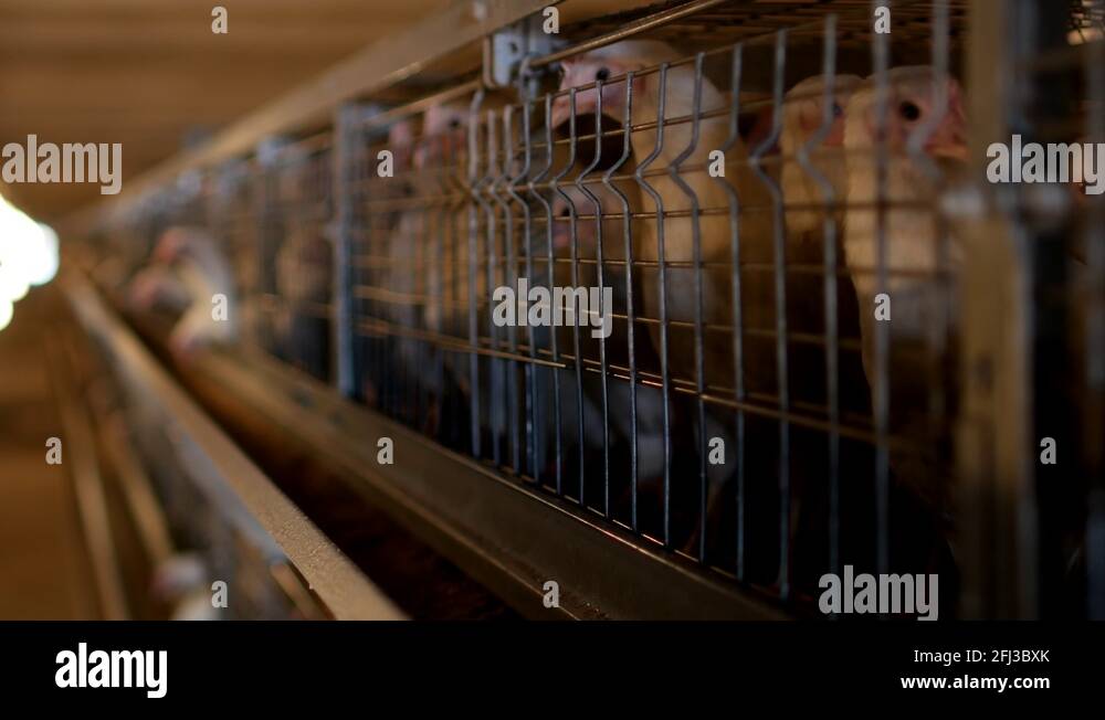 Breeding broiler chickens and chickens, broiler chickens sit behind