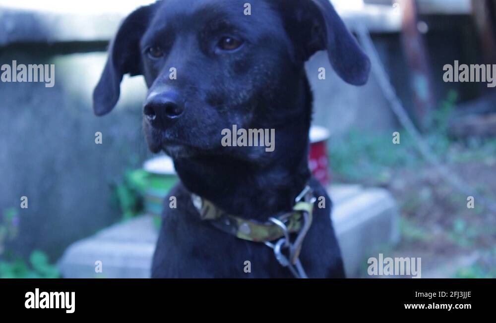 Blinking dog Stock Videos & Footage HD and 4K Video Clips Alamy
