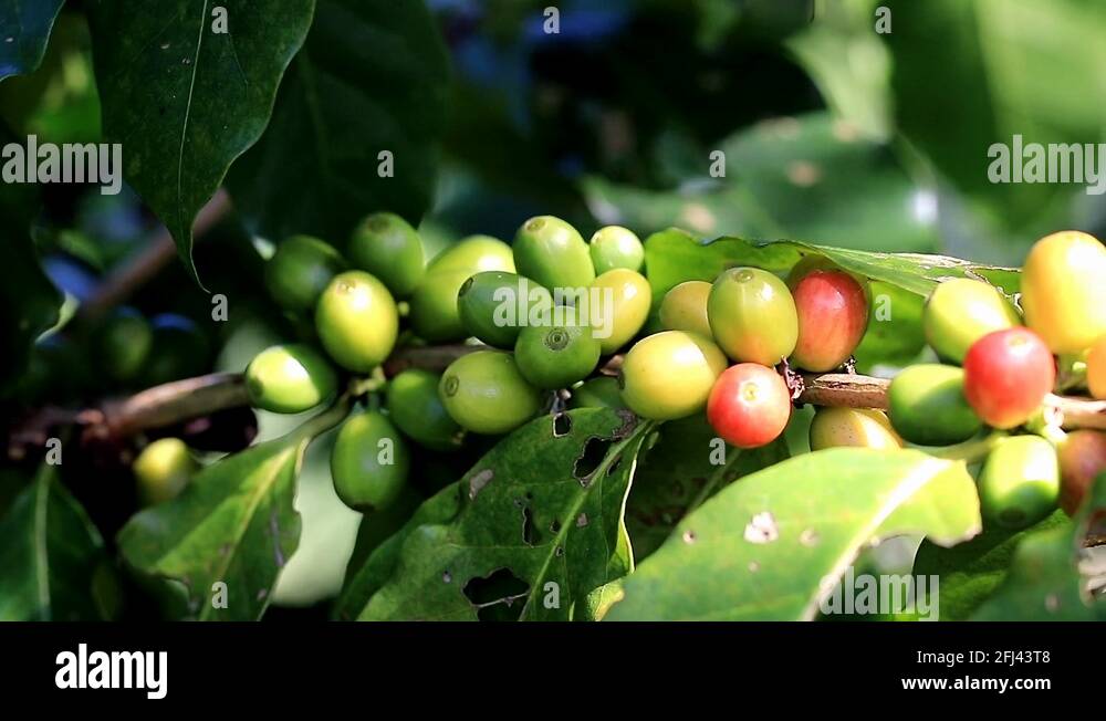 Coffee beans on the bush Stock Videos & Footage HD and 4K Video Clips