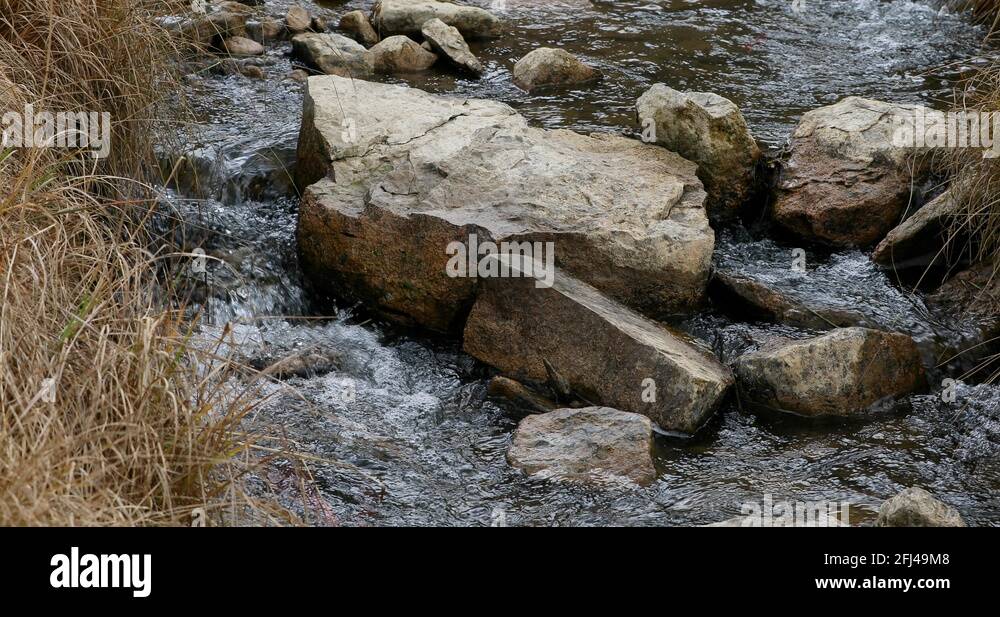 Red Kokanee Salmon spawn swim up stream Electric Lake Utah 4K Stock Video Footage Alamy