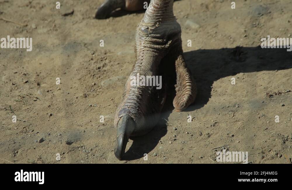 Ostrich legs Stock Videos & Footage - HD and 4K Video Clips - Alamy
