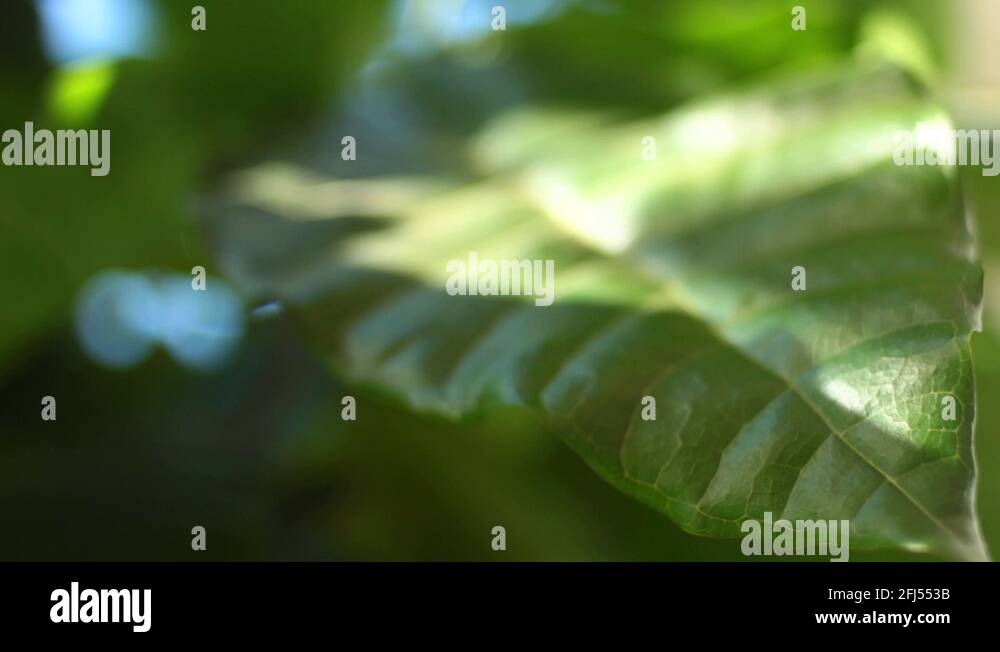 Cocoa theobroma cacao leaf Stock Videos & Footage HD and 4K Video