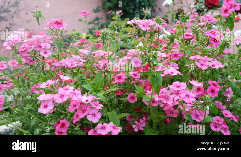 Fertilizer of annual phlox flowers on the garden bed Stock Video