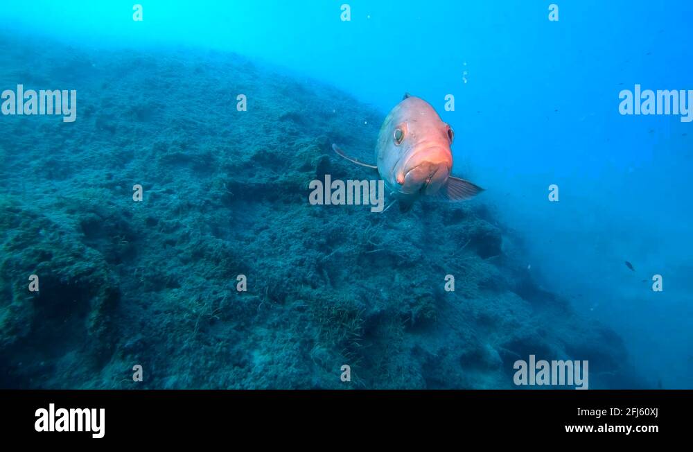 Curious red coral grouper looking at camera underwater Stock Video