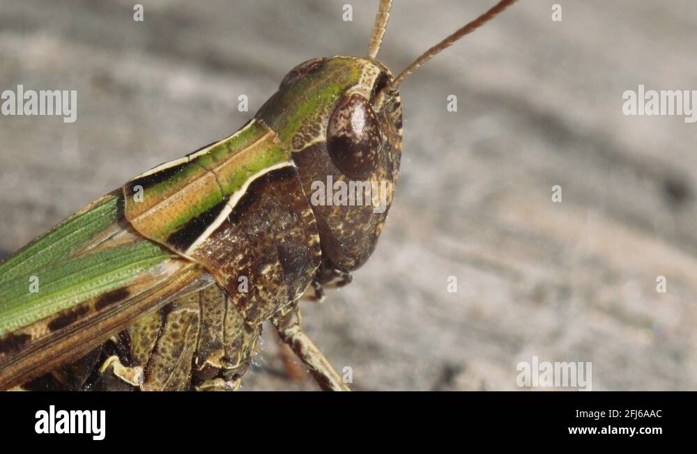 Green with brown Stock Videos & Footage HD and 4K Video