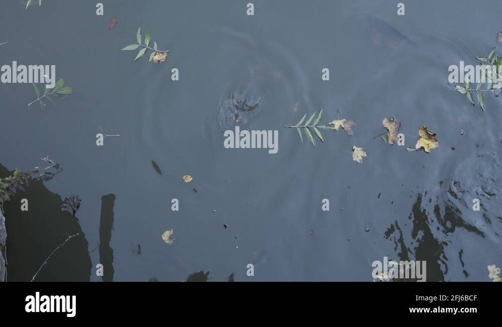 Feeding fish with bread in a pond, top view Stock Video Footage Alamy