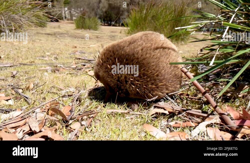 Echidna kangaroo island Stock Videos & Footage - HD and 4K Video Clips ...