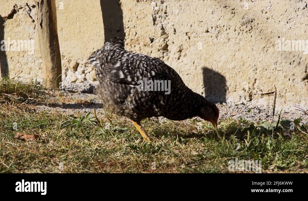 Black and white only Stock Videos & Footage HD and 4K Video Clips Alamy