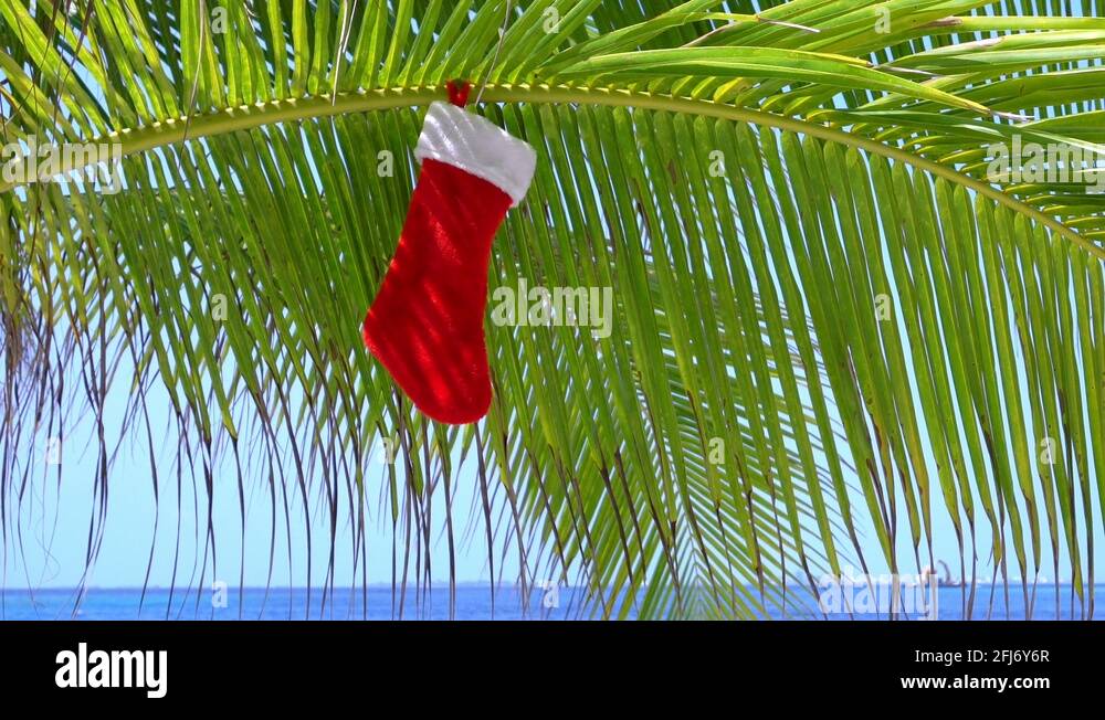 Palm tree on beach hanging Stock Videos & Footage HD and 4K Video