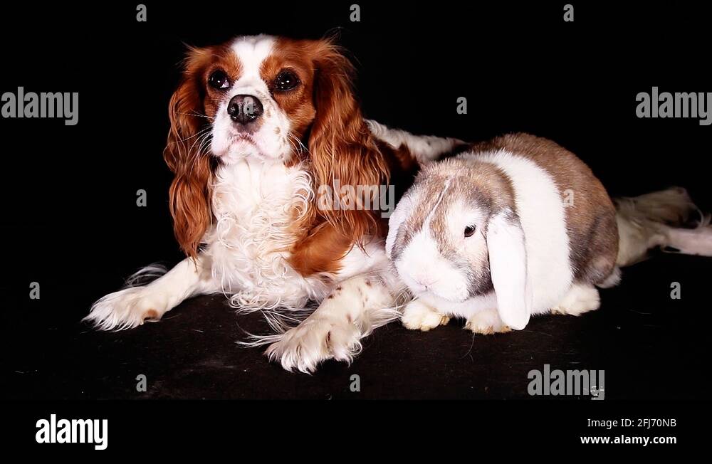Dog and rabbit together. Animals pets resting Stock Video Footage Alamy