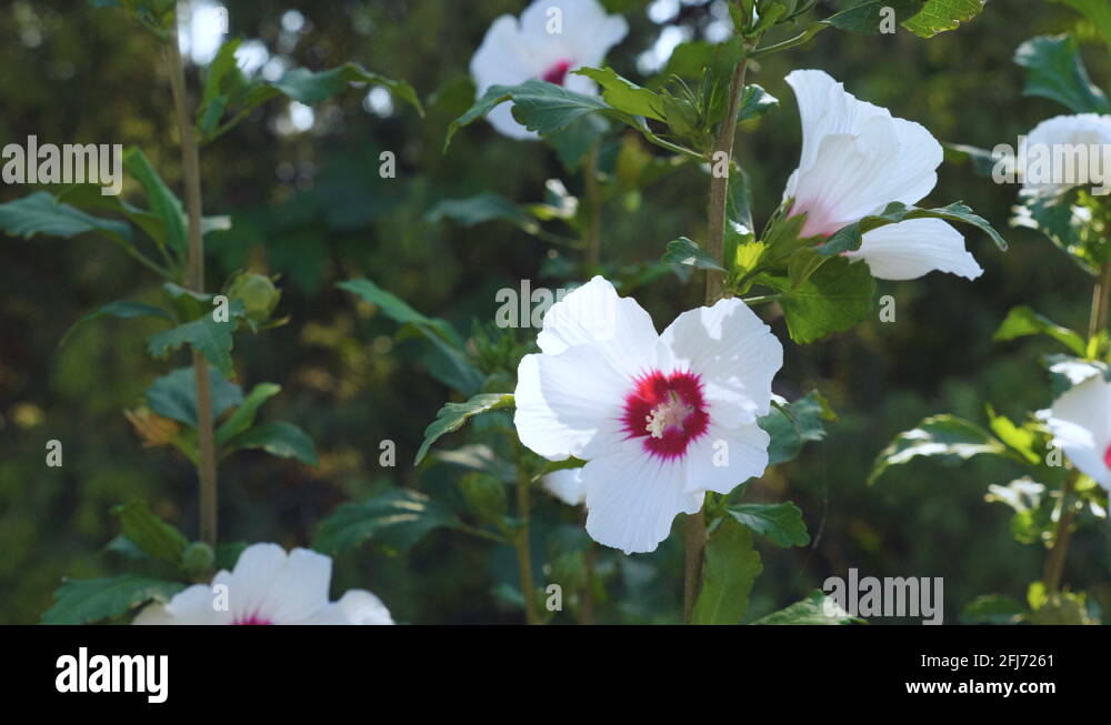 Hibiscus shrub red flowers Stock Videos & Footage HD and 4K Video