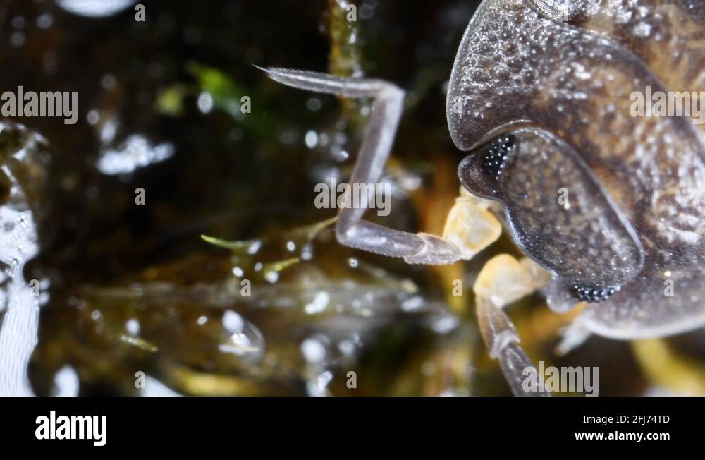 Terrestrial isopod crustacean Stock Videos & Footage - HD and 4K Video ...