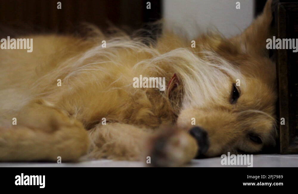 Dog lying at door Stock Videos & Footage - HD and 4K Video Clips - Alamy