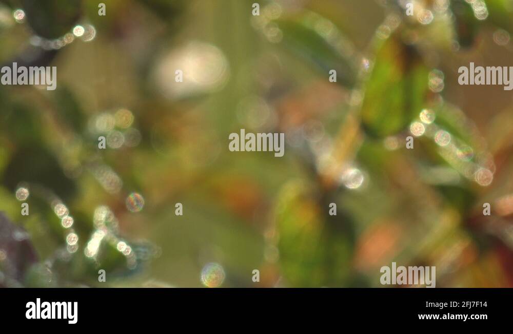 Plants grow in clumps Stock Videos & Footage HD and 4K Video Clips