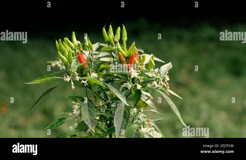 Red jalapeno pepper plant Stock Videos & Footage HD and 4K Video