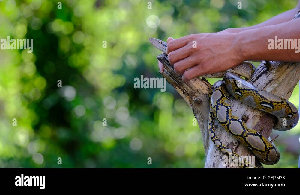 Reticulated python man Stock Videos & Footage - HD and 4K Video Clips ...