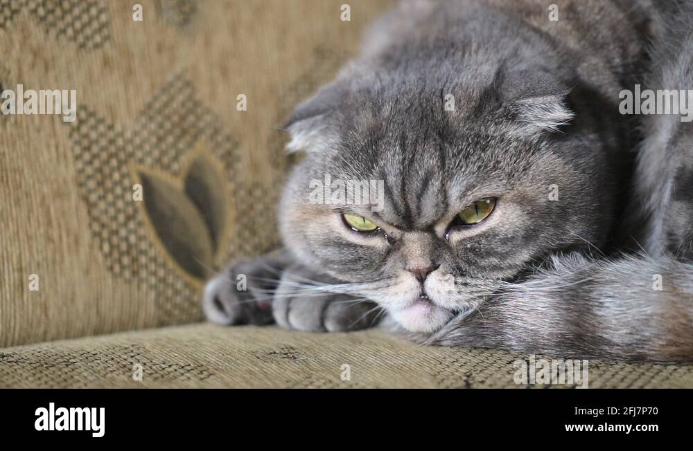 Cat overweight fluffy tail Stock Videos & Footage HD and 4K Video