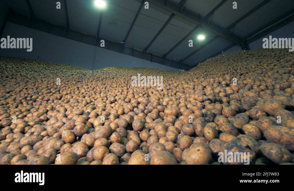 Potato warehouse for the storing of the potato harvest Stock Videos