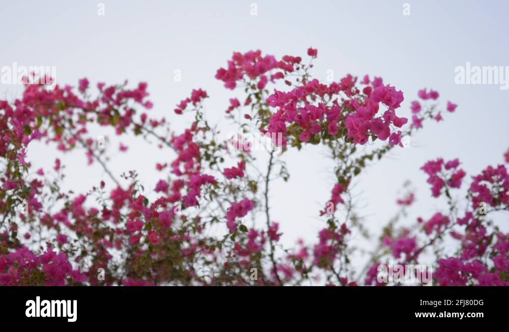 Flowers of egypt Stock Videos & Footage HD and 4K Video Clips Alamy