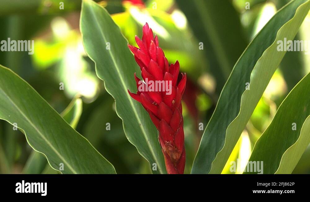 Ginger shell Stock Videos & Footage HD and 4K Video Clips Alamy