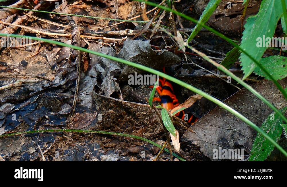 Top 10 Deadliest Centipede Stock Videos Footage Hd And 4k Video Top 10 Deadliest Centipede Stock Videos Footage Hd And 4k Video