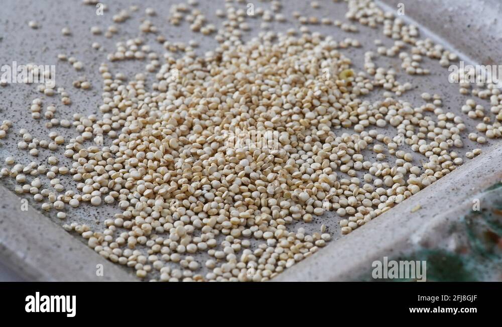 Flour moth Stock Videos & Footage HD and 4K Video Clips Alamy