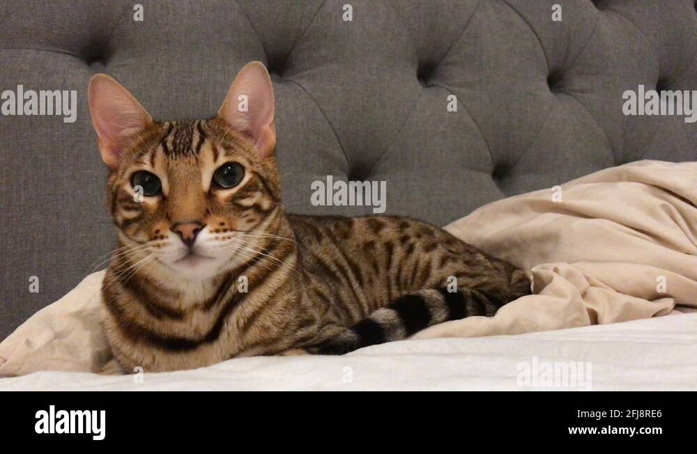 Bengal cat in bed Stock Videos & Footage HD and 4K Video Clips Alamy