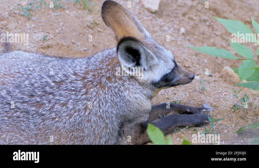African savanna fox Stock Videos & Footage HD and 4K Video Clips Alamy